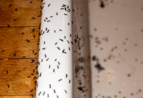 Best Pest Removal Services  in Glassboro, NJ