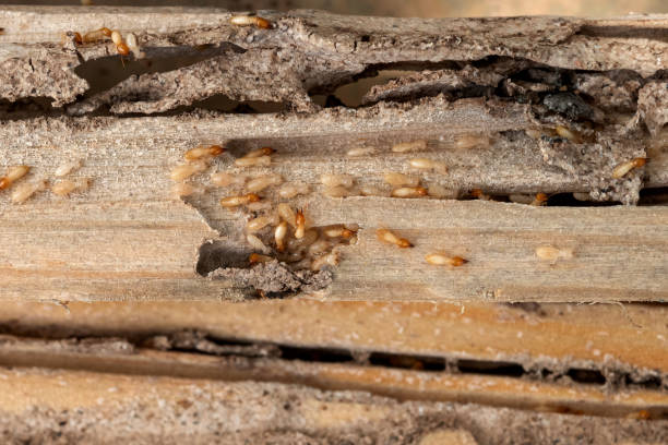 Best Wildlife Control Services  in Glassboro, NJ